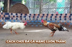 Hướng Dẫn Cách Chơi Đá Gà Sabong Tại 99OK Dành Cho Người Mới Bắt Đầu