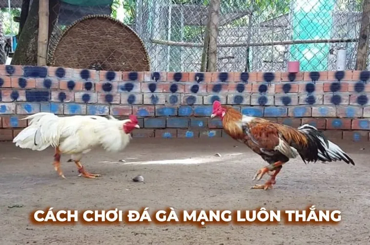 Hướng Dẫn Cách Chơi Đá Gà Sabong Tại 99OK Dành Cho Người Mới Bắt Đầu